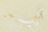 Cretaceous Fossil Fishes (Gaudryella) and Shrimp - Lebanon - #162786-3